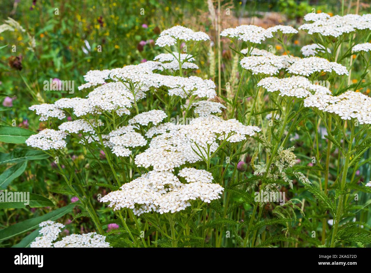 White Yarrow flowers (Achillea millefolium) blooming in a Pacific Northwest meadow on a sunny day in summer. Stock Photo