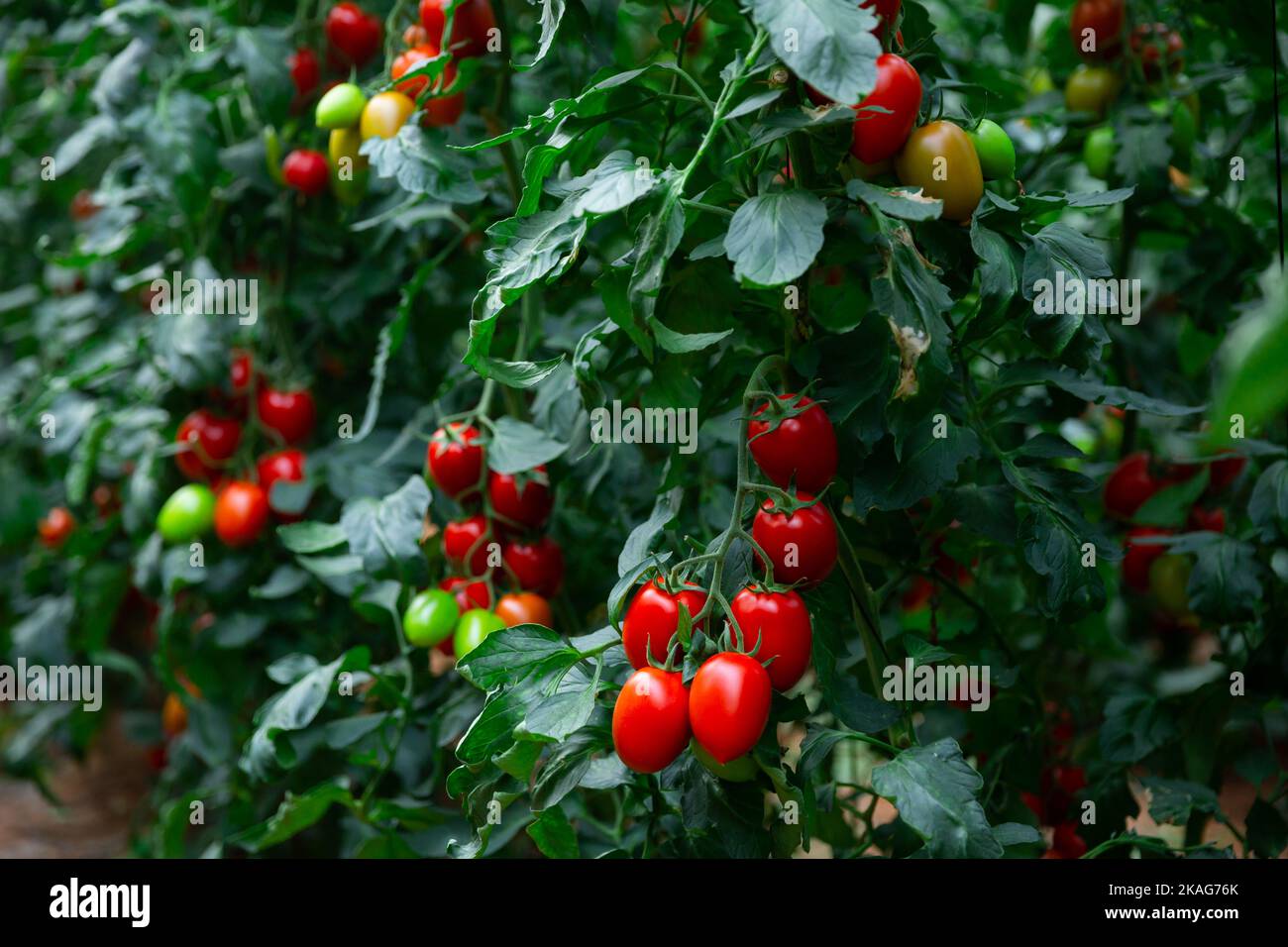 Red ripe tomatoes grow on branches in greenhouse Stock Photo - Alamy