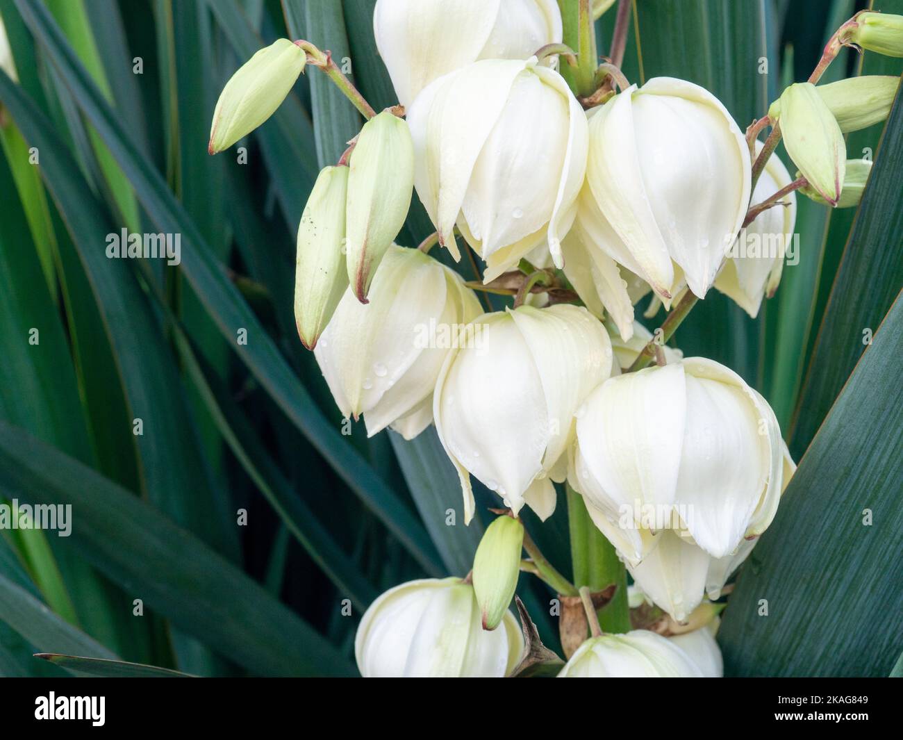 Yucca. The palm tree blooms with white flowers. Botany. Flowers close-up. Stock Photo