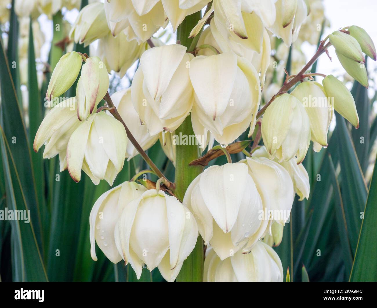 Yucca. The palm tree blooms with white flowers. Botany. Flowers close-up. Stock Photo
