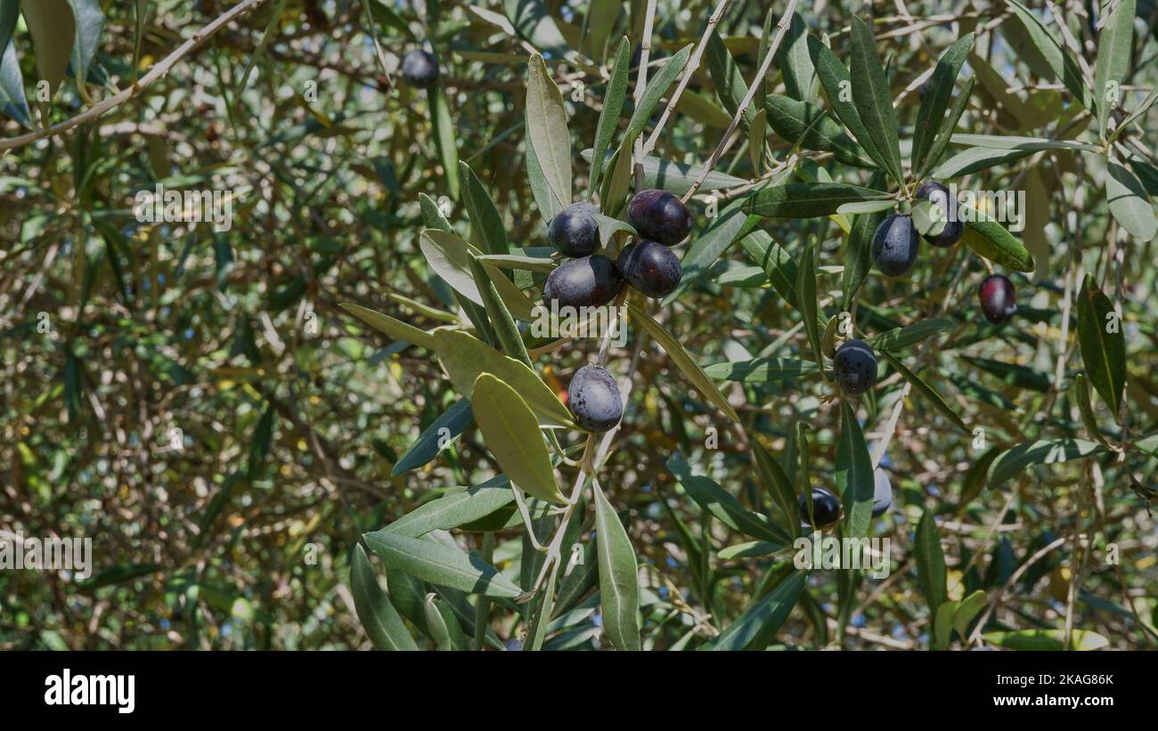 Black olives among green leaves of the tree, black olives on the  branch, selective focus. Stock Photo