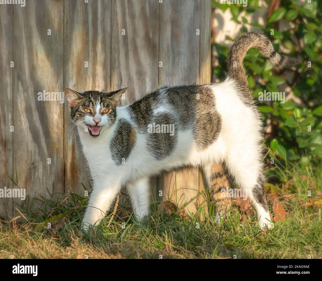 calico barn cat calling out Stock Photo