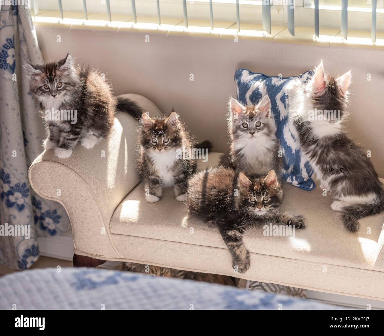 Maine Coon Cat kittens 9 weeks old perched on sofa by window Stock Photo