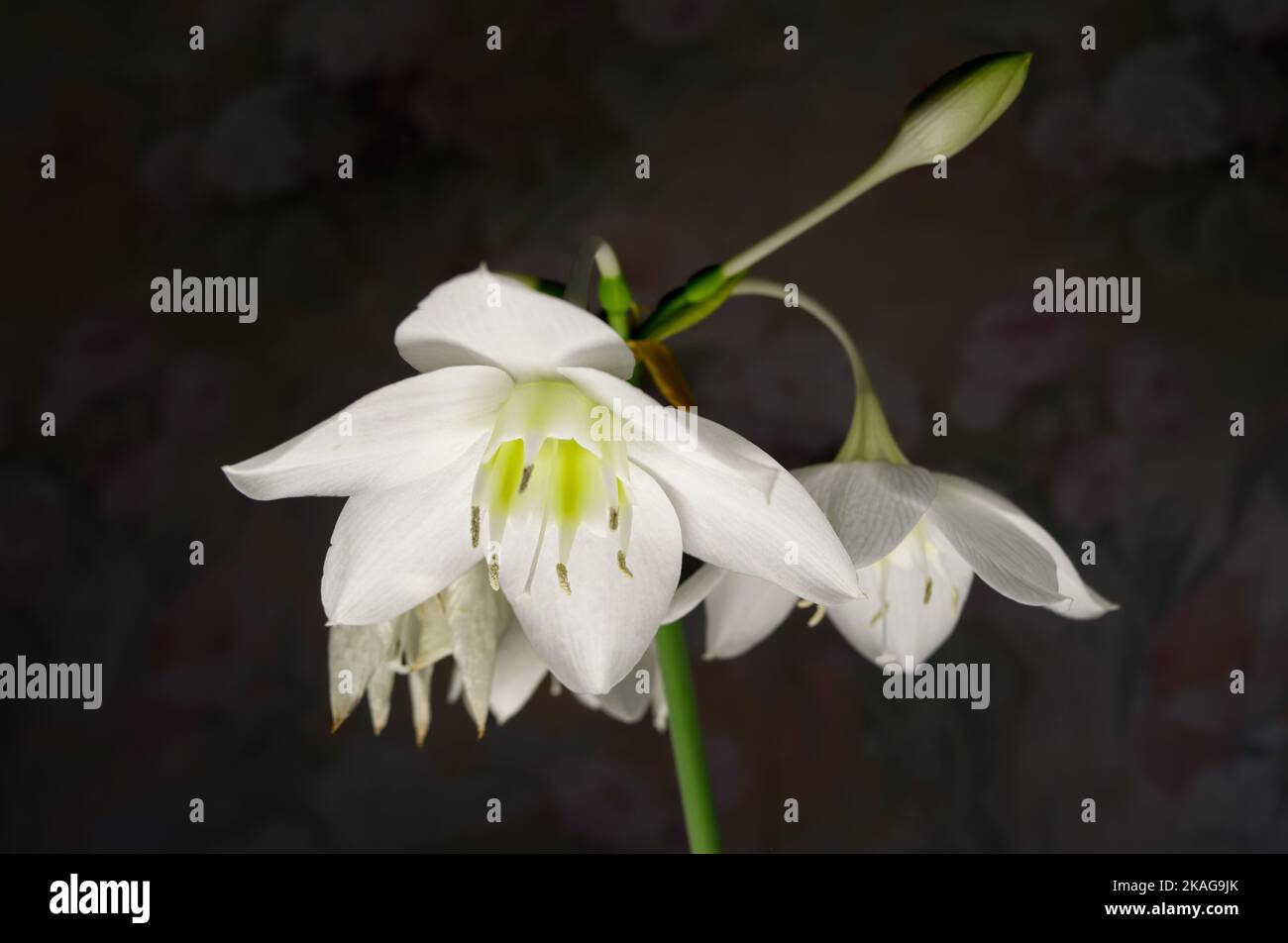 White flowers on black background, Eucharis grandiflora Eucharis amazonica , Amaryllidaceae. Stock Photo