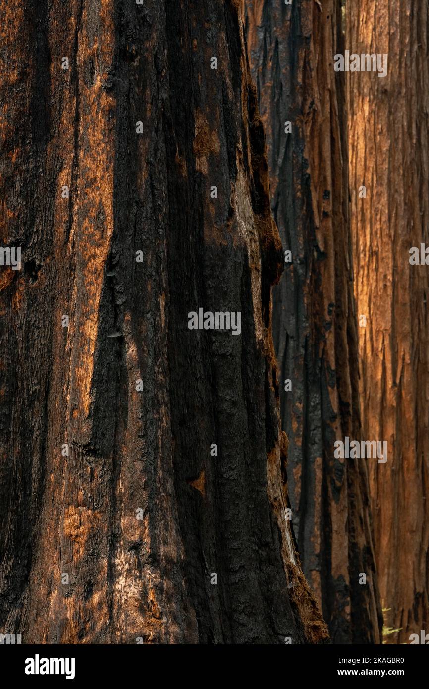 Black Burns On The Base of Giant Sequoia Tree in Yosemite National Park