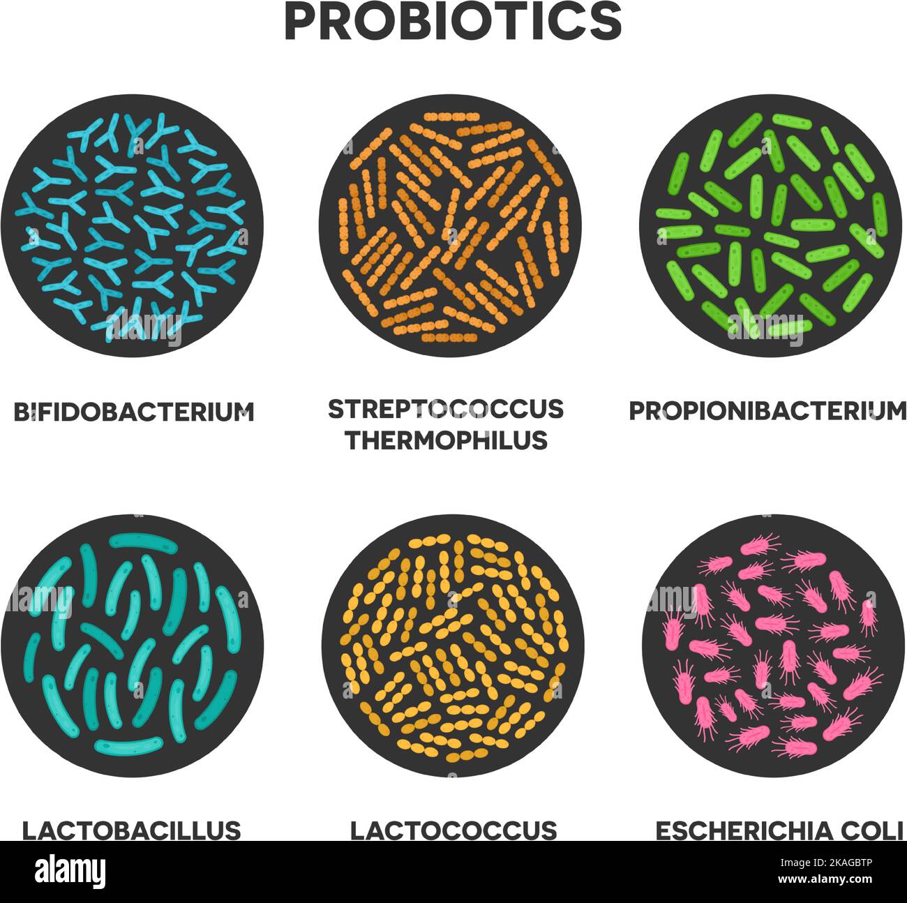 Probiotics in a circle. Microscopic probiotics. Bifidobacterium