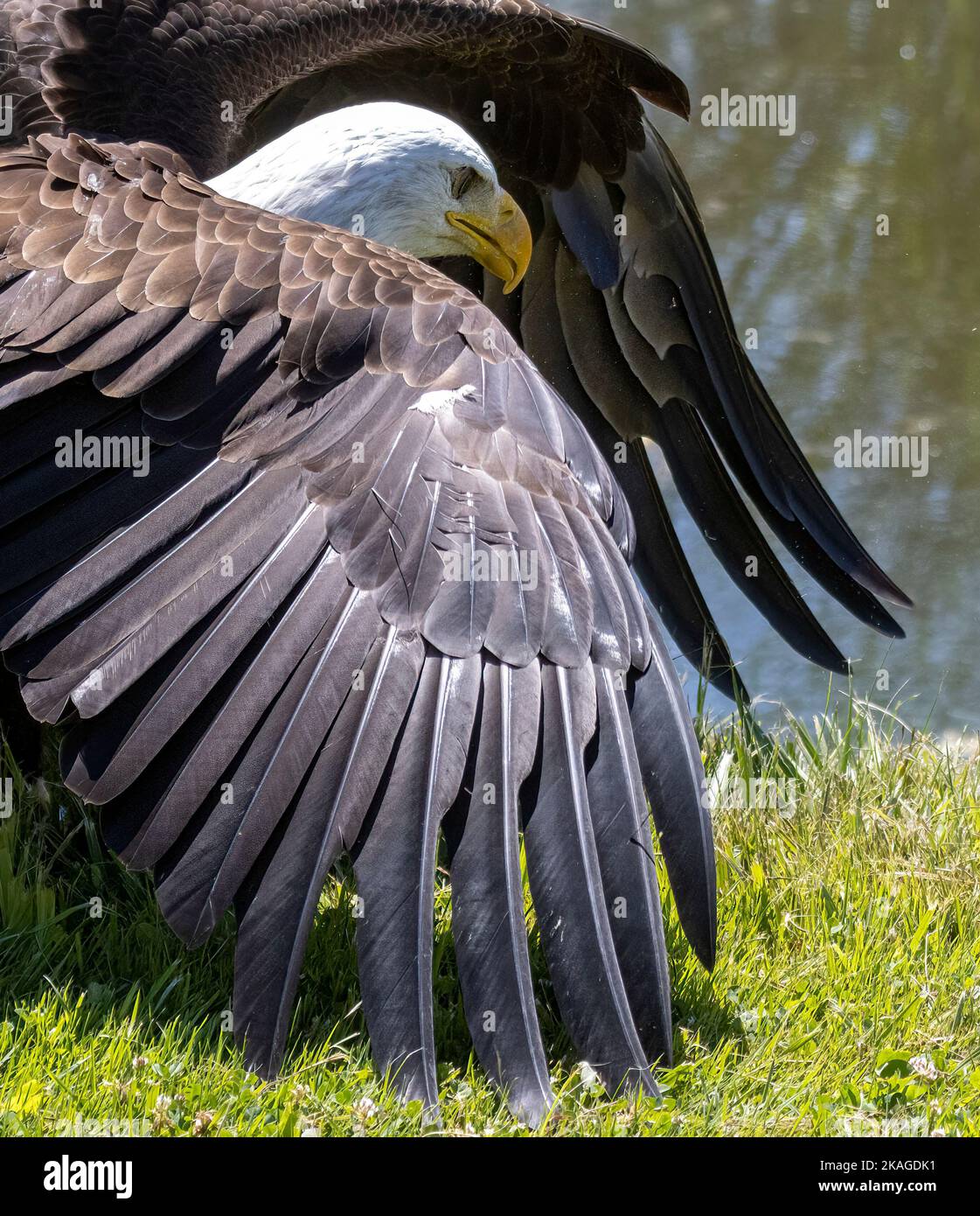 North American Bald Eagle On Ground Wings Slightly Spread Out Side View  Haliaeetus leucocephalus Stock Photo