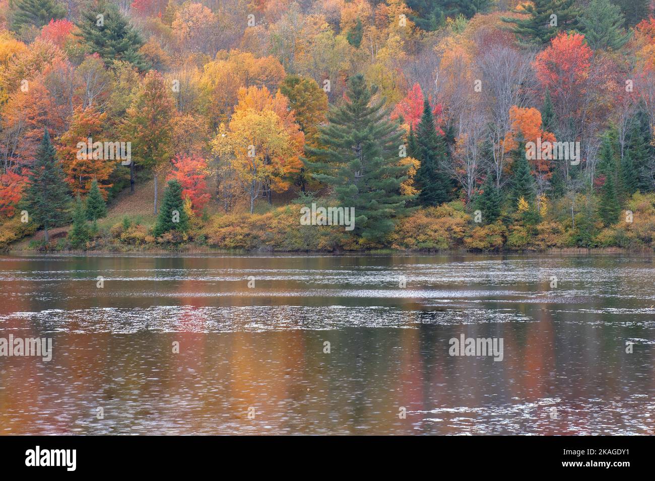 Tranquil autumn scene in Sugar Hill, New Hampshire. Reflection of colorful fall foliage and splashes of raindrops on surface of Streeter Pond. Stock Photo