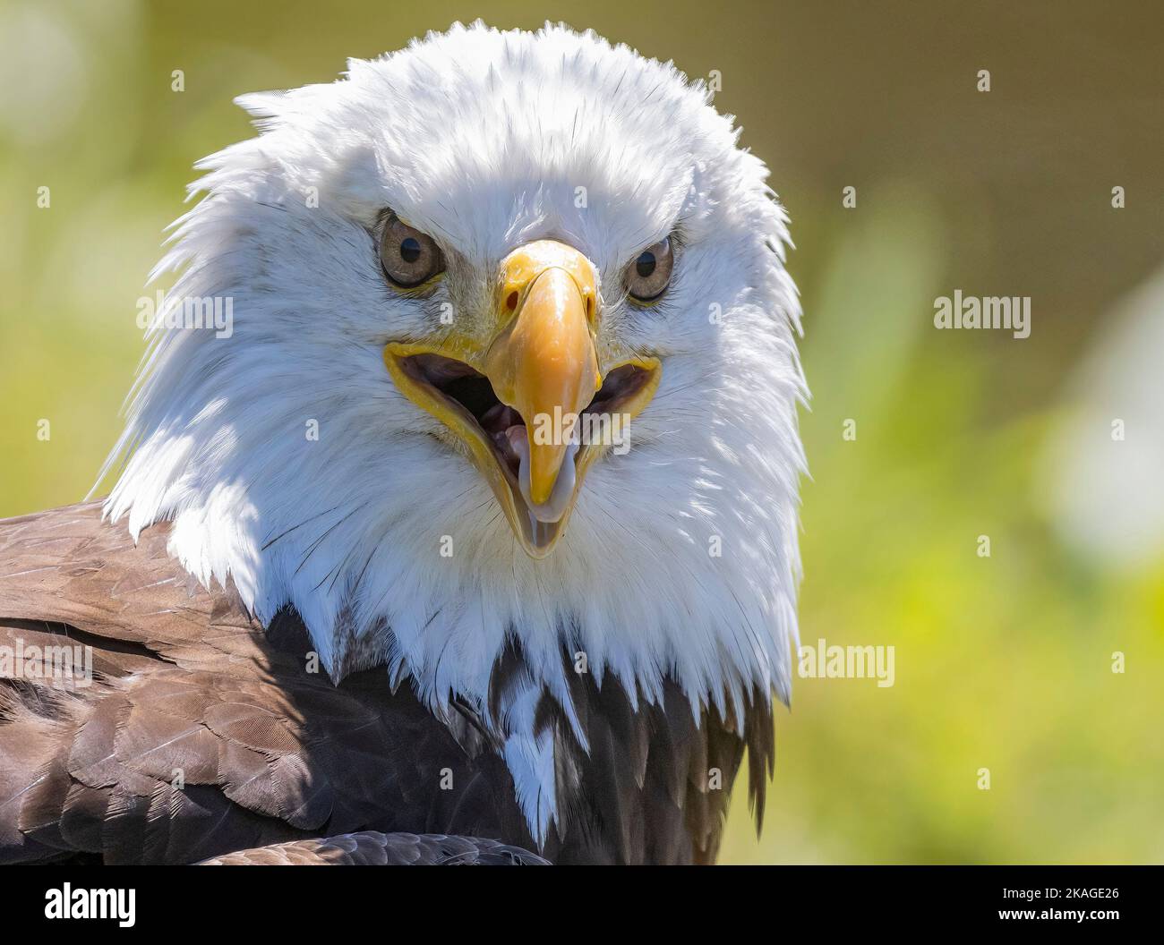 Close Up of North American Bald Eagle Facing Camera Side View Beak Open  Haliaeetus leucocephalus Stock Photo
