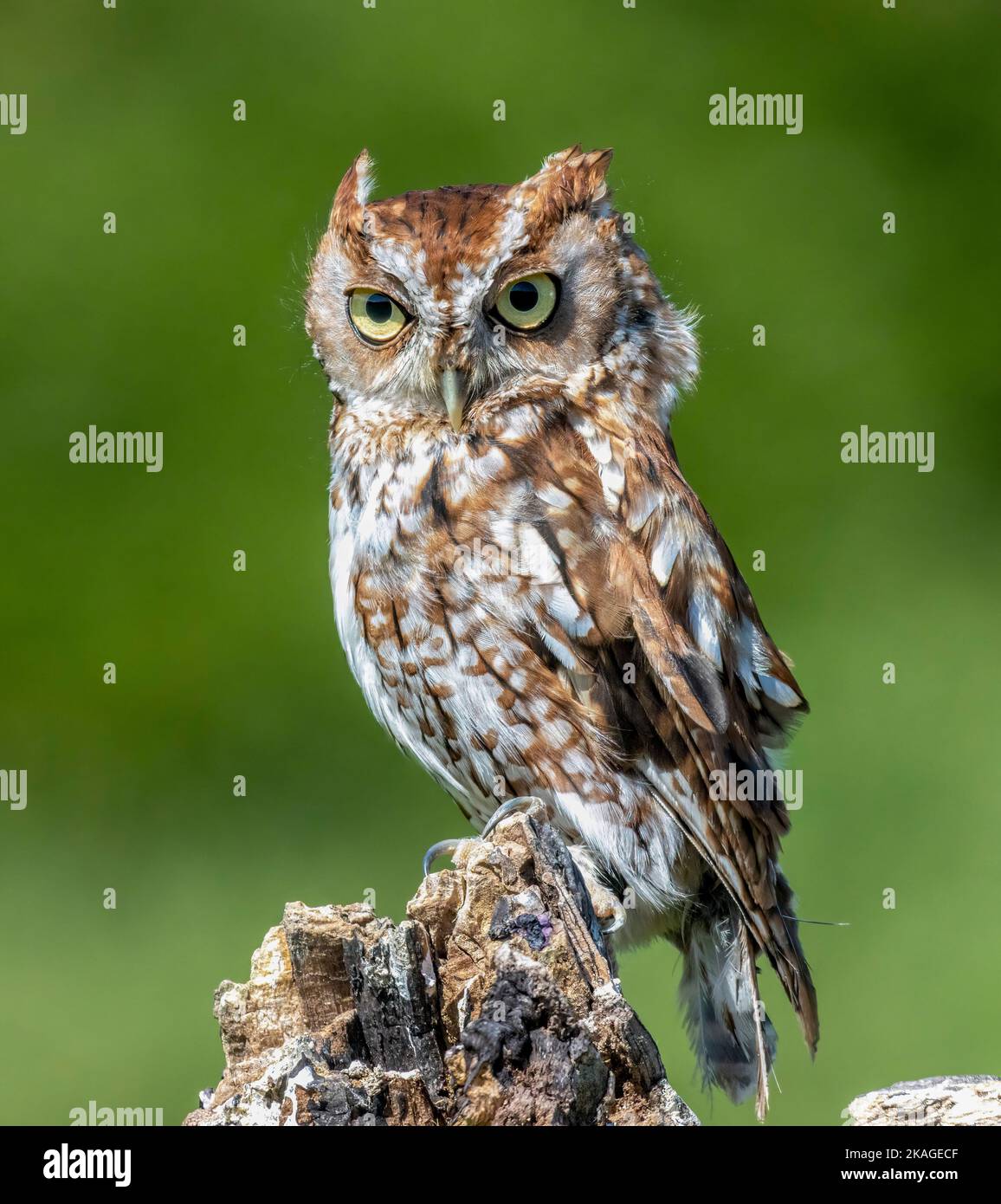 Little Owl ( Athene noctua ) Perced On Stump.  Also known as Owl of Athena and Owl of Minerva Stock Photo