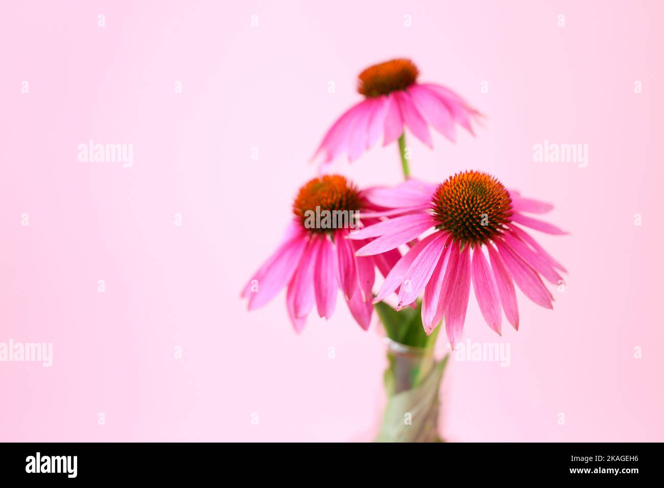 Echinacea extract.echinacea purpurea flowers in a laboratory flask on a