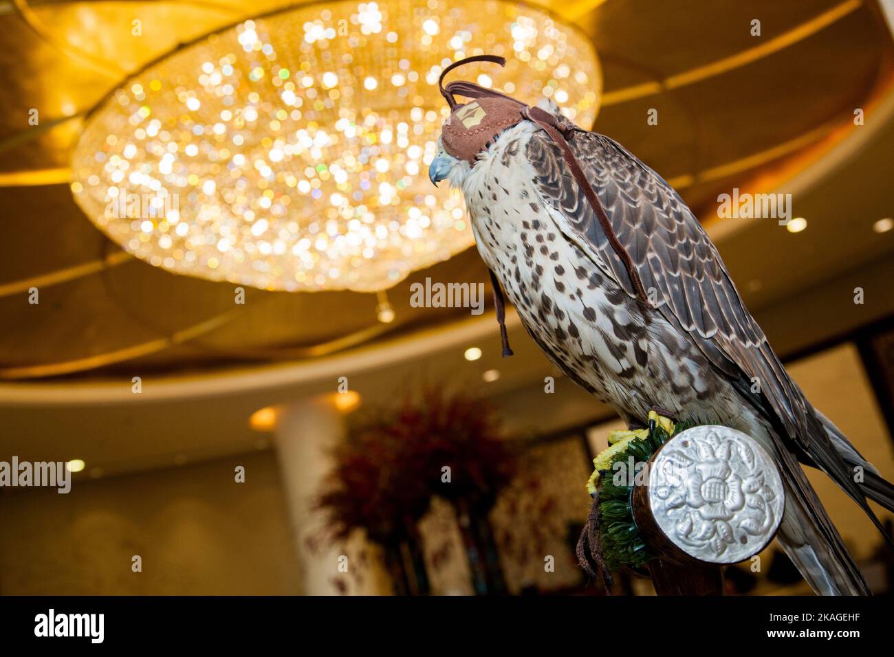 Doha, Qatar, May 01,2022 :  Arabian Falcon with leather hood On Falconer's Glove. Stock Photo