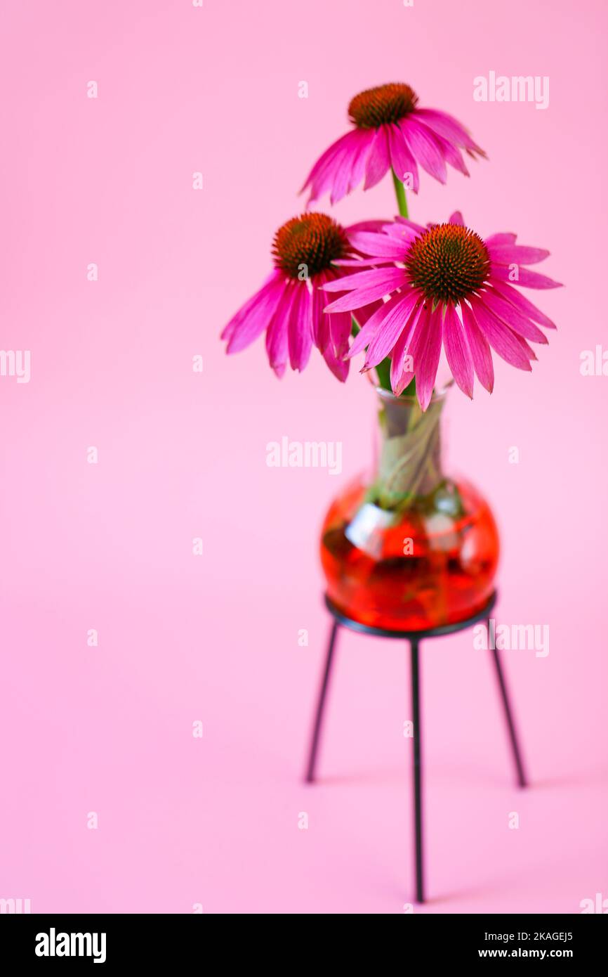 Echinacea extract.echinacea purpurea flowers in a glass laboratory