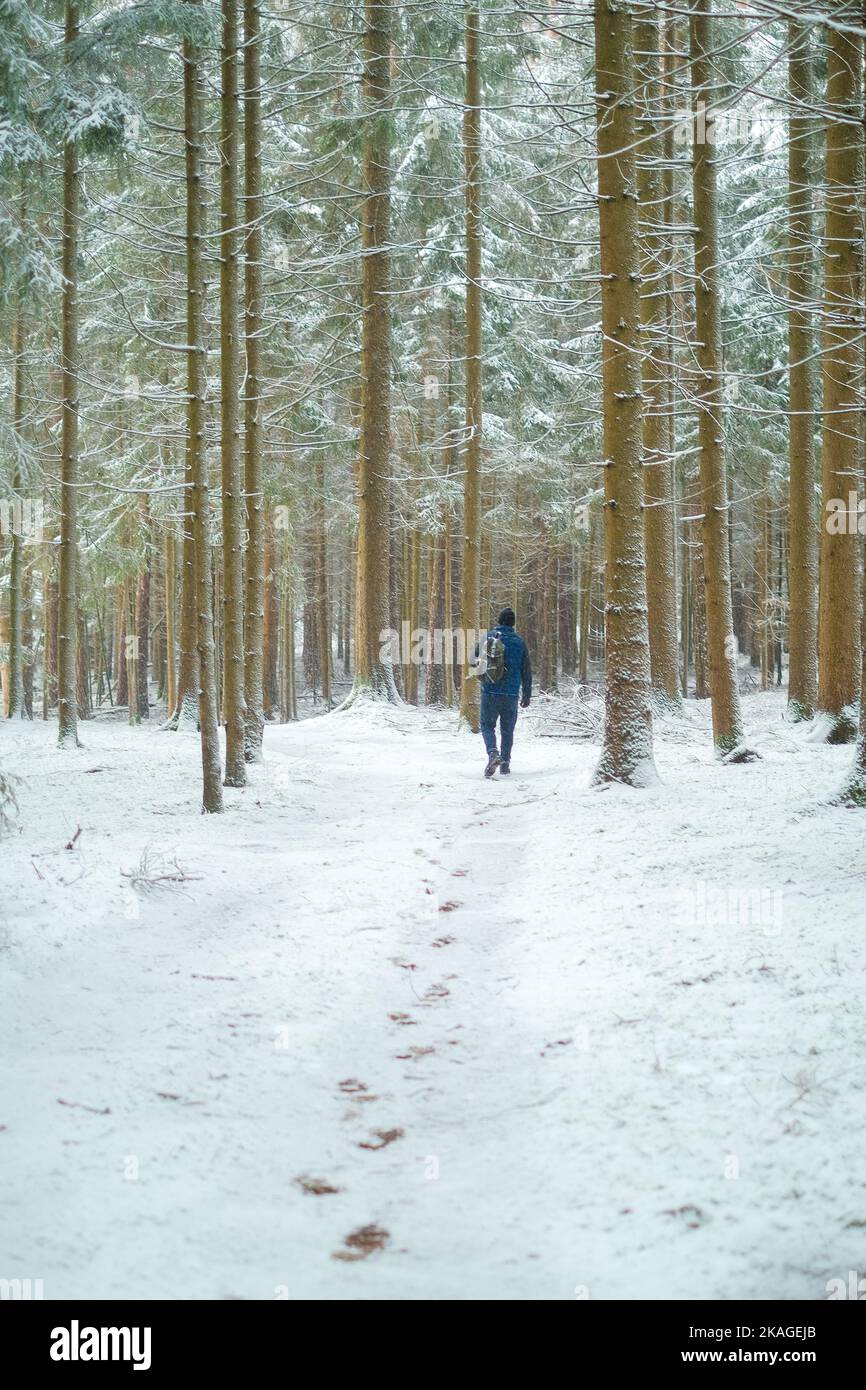 Winter season.Winter travel and hiking.Man in the natural environment in the cold season. Traveler in snowy forest. Snowfall in the winter forest.  Stock Photo