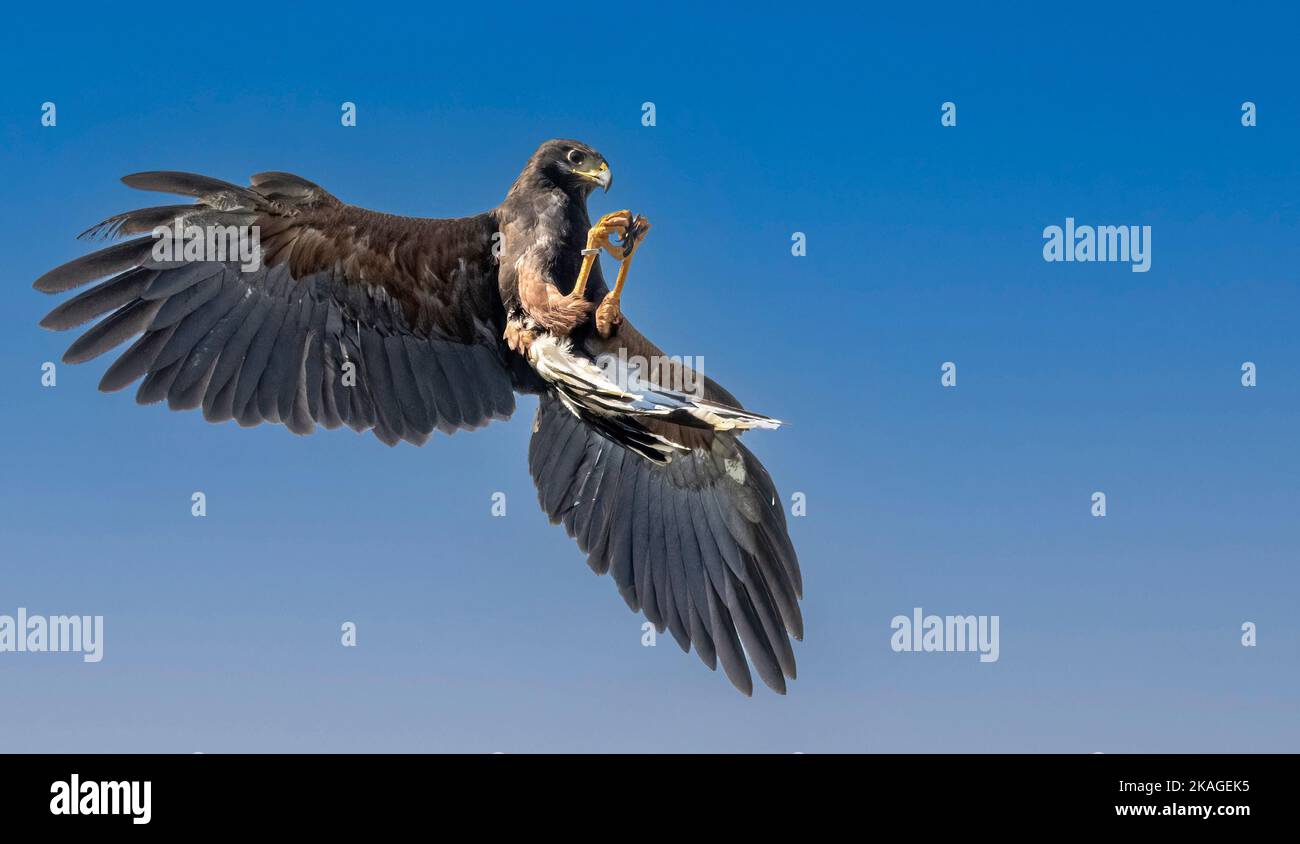 Harris Hawk Catching Piece Of Chicken In Midair Wings Spread Side View  Parabuteo Unicinctus Stock Photo