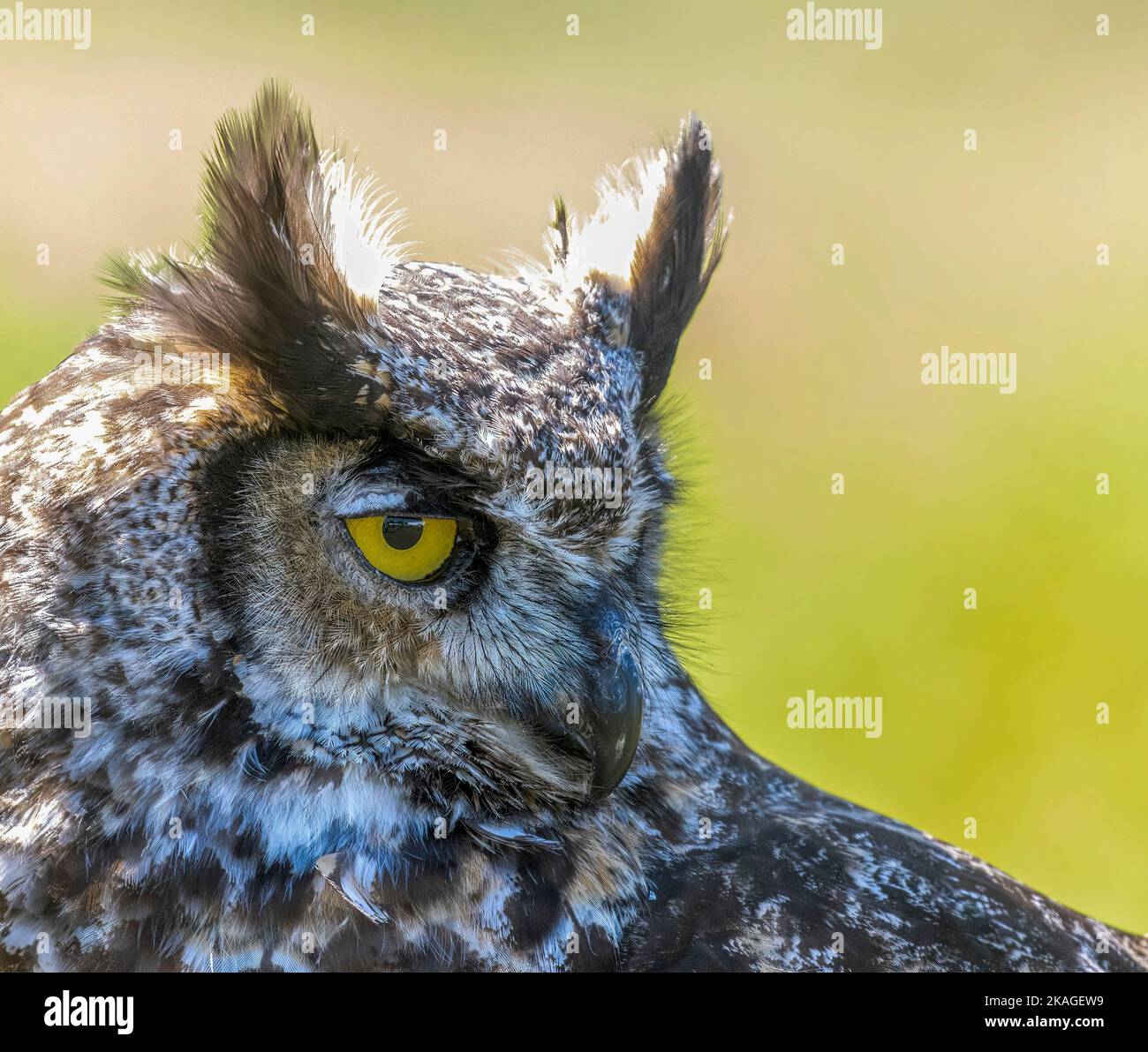 Close Up of Great Horned Owl ( Bubo virginianus ) Stock Photo