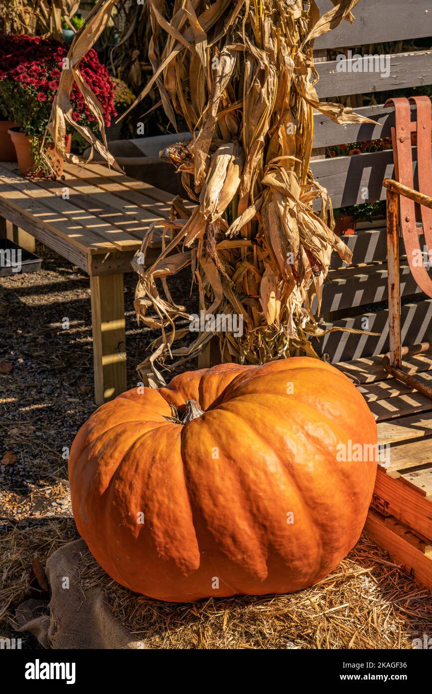 Pumpkin display in a roadside market and nursery by Blowing Rock in the mountains of North Carolina. Stock Photo