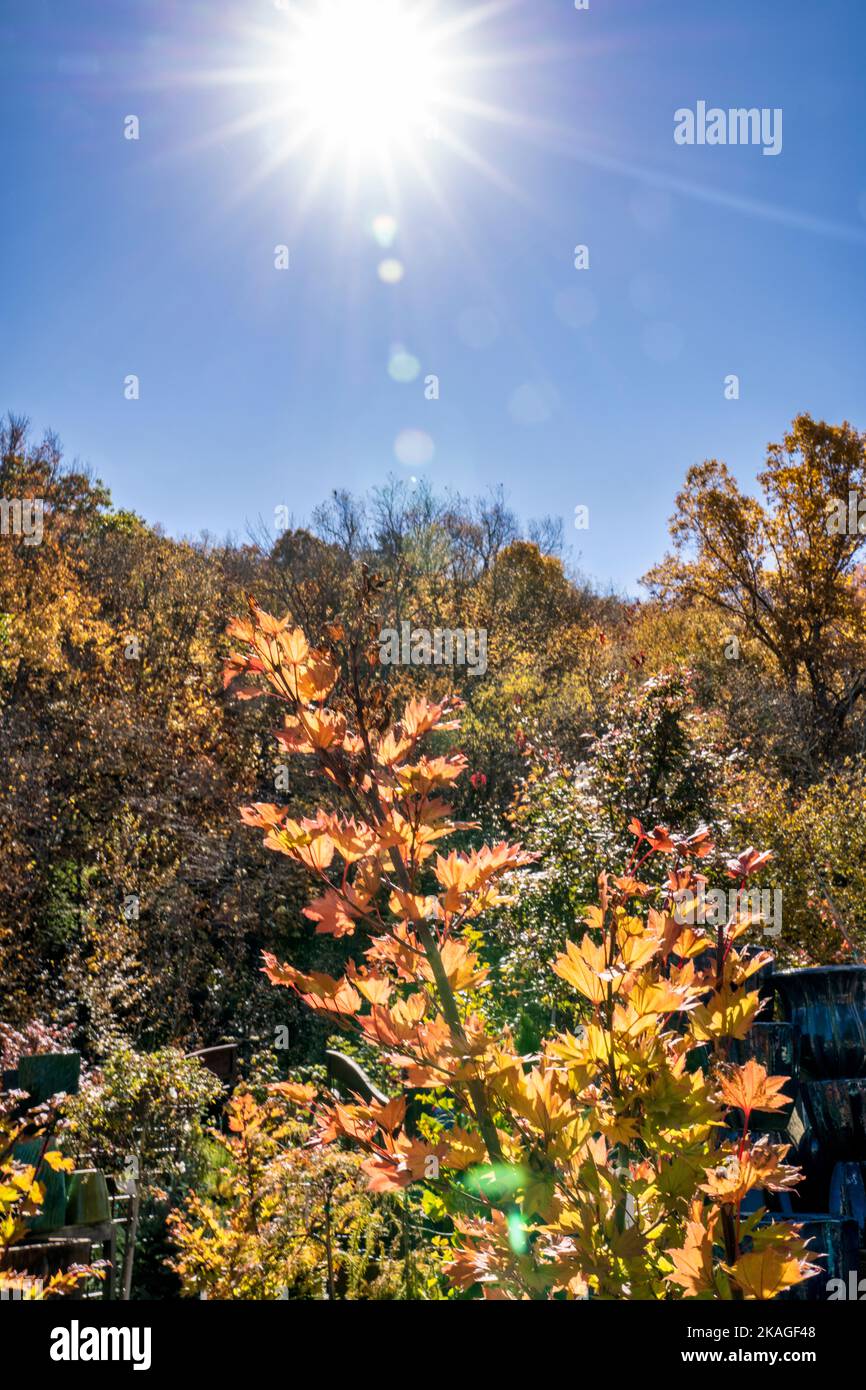 The sun back lights autumn leaves in a roadside market and nursery by Blowing Rock in the mountains of North Carolina. Stock Photo