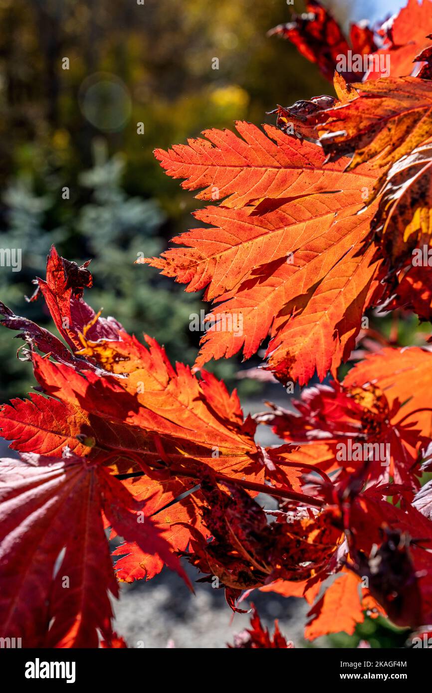 Backlit red autumn leaves in a roadside market and nursery by Blowing Rock in the mountains of North Carolina. Stock Photo
