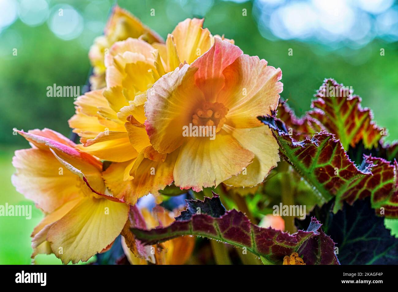 Yellow begonia blooming in a yard in the mountains of Fleetwood in North Carolina. Stock Photo