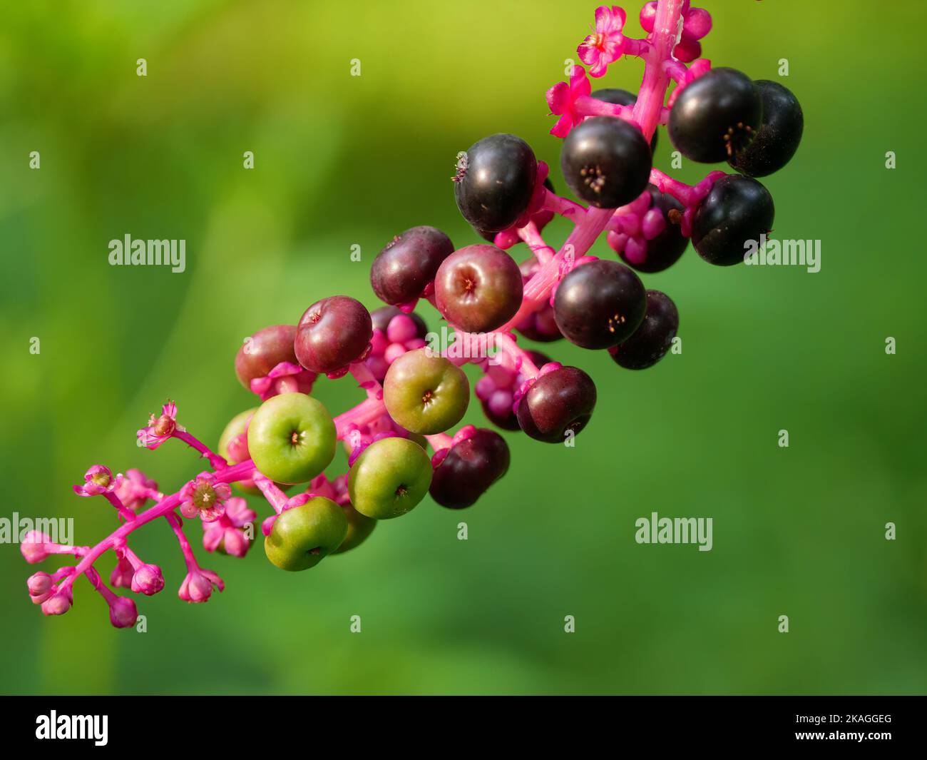 American pokeweed berries. One of the most toxic plants in North America, though birds are unaffected and eat the berries. Stock Photo