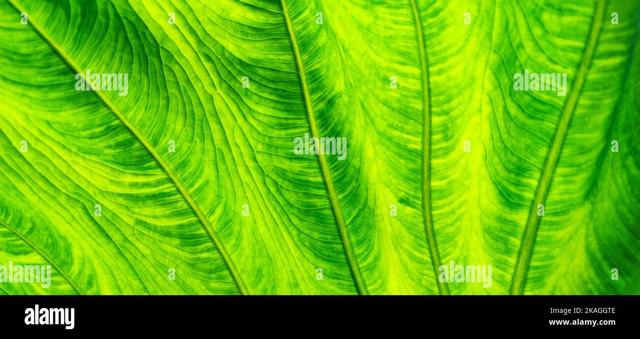 Texture of bright green leaf in background light. Flat exotic texture of plant, close-up. Horizontal frame Stock Photo