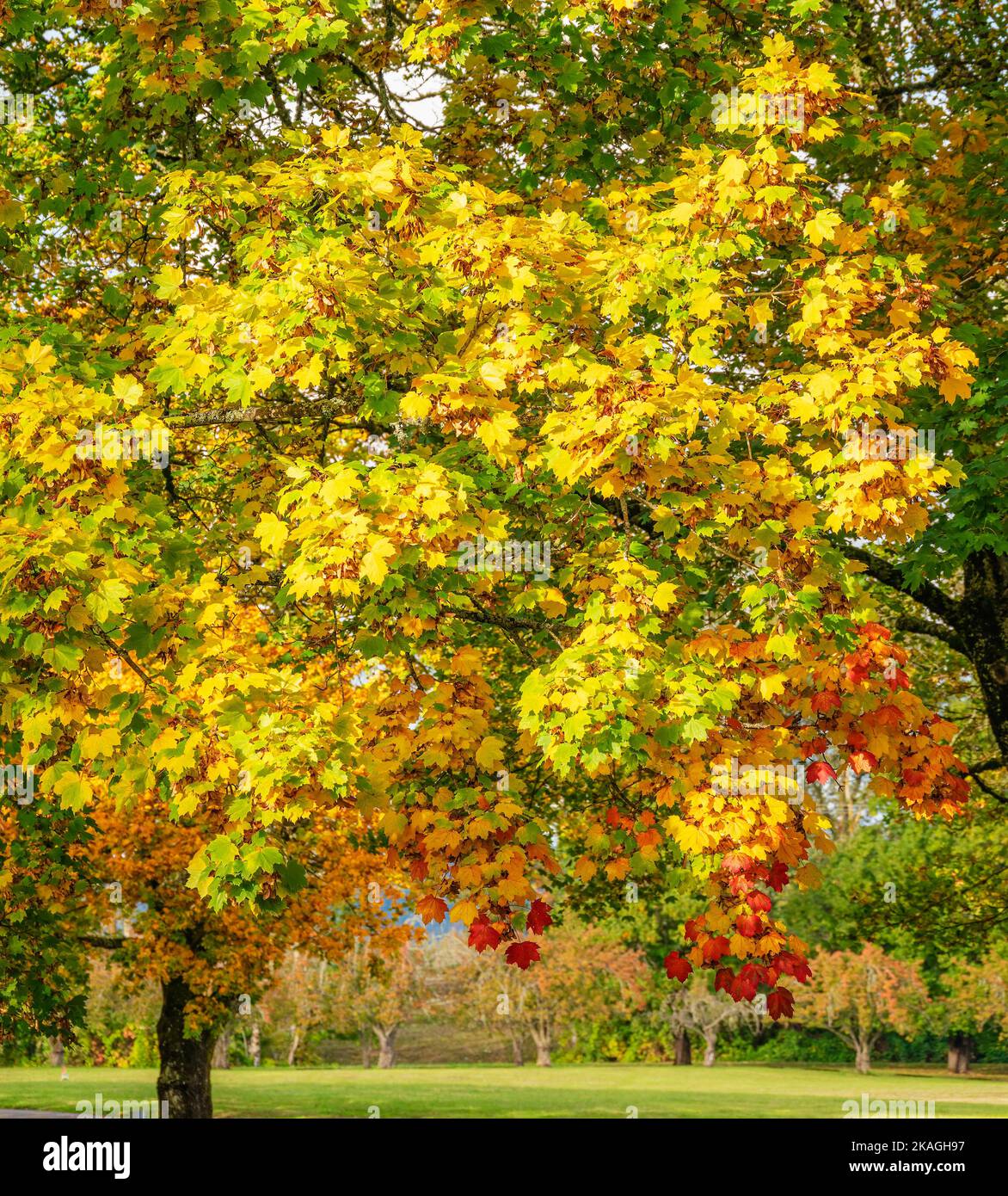 Autumn weather and color changes in a public park Fairview Oregon state Stock Photo Alamy