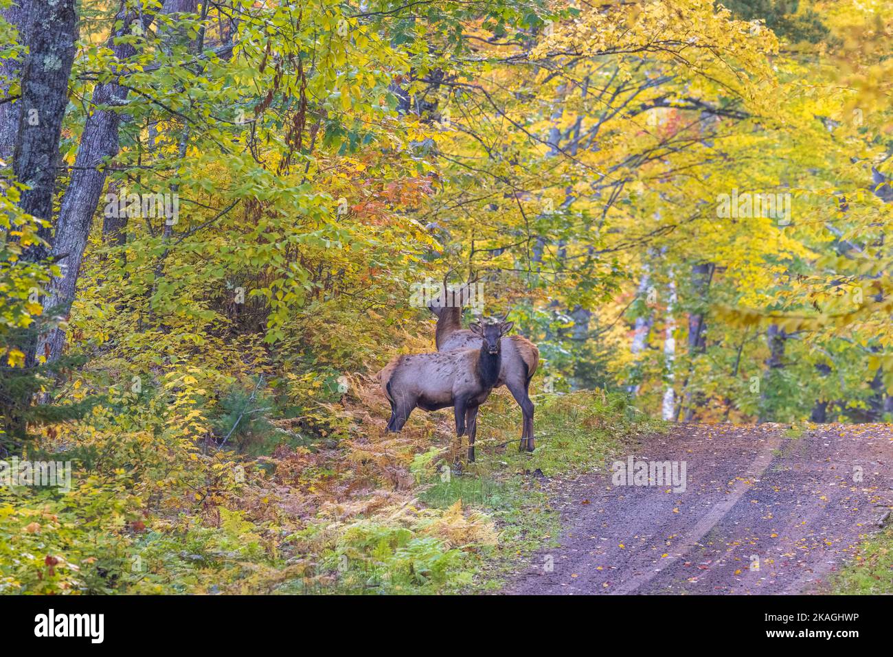 Elk in Clam Lake, Wisconsin. Stock Photo