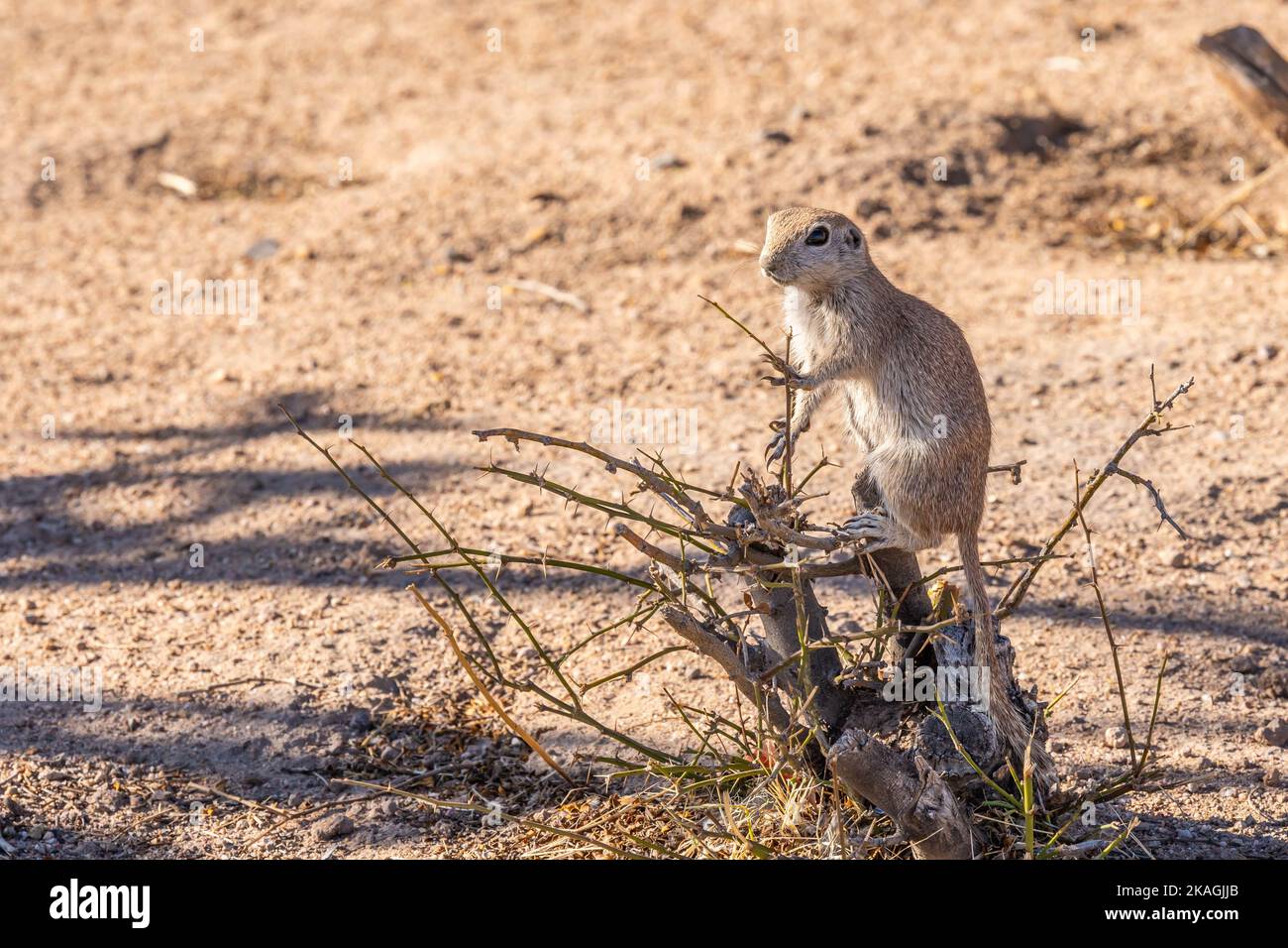 A Ground Squirrel in Tucson, Arizona Stock Photo - Alamy