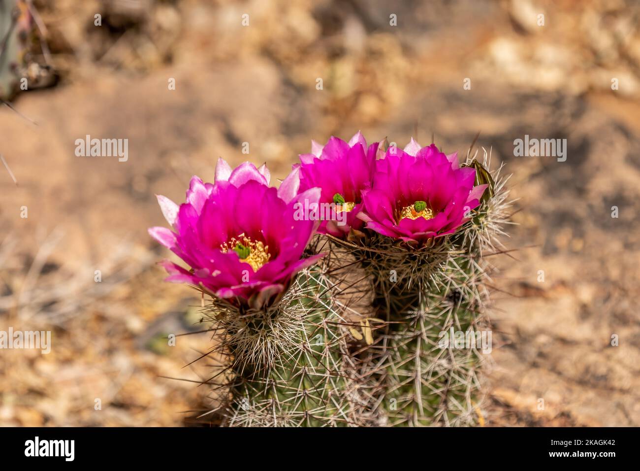 A flowering plants in Tucson, Arizona Stock Photo