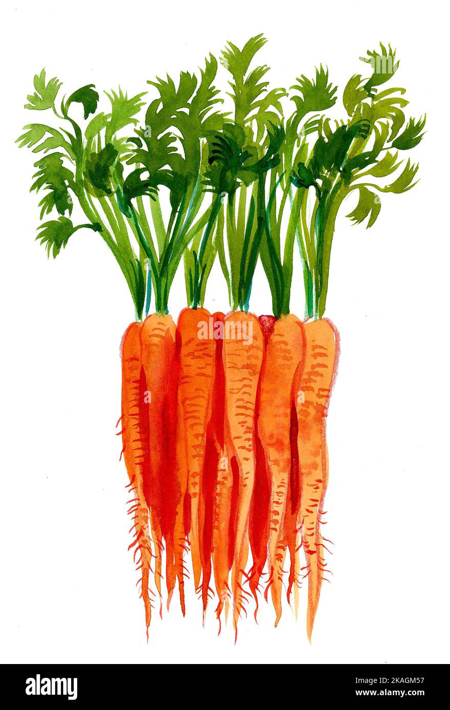 Bunch of carrots. Ink and watercolor drawing Stock Photo Alamy