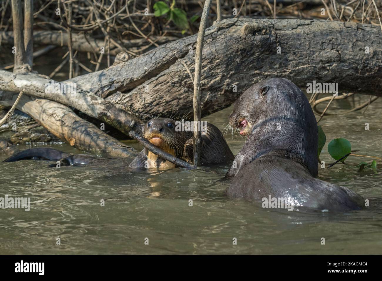 Giant otter eating a fish while pup peers through a gap in river