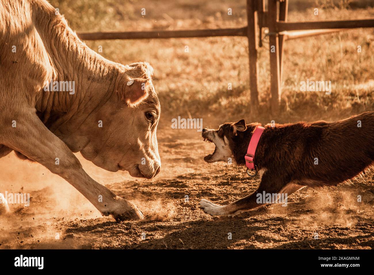 Australian Working Kelpies working stock Stock Photo Alamy