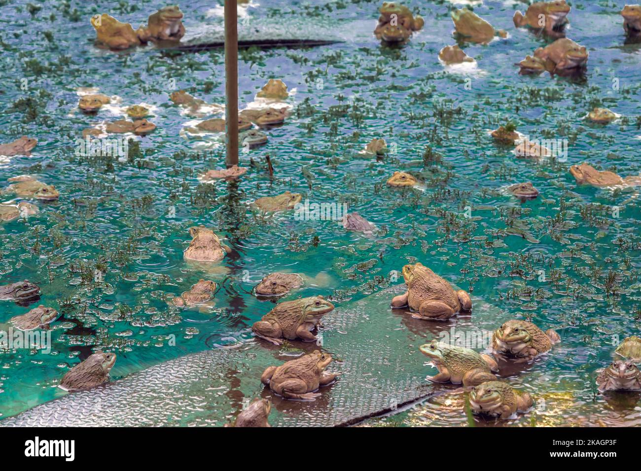 Frogs farm for agriculture at house. Cultivation of frogs with water