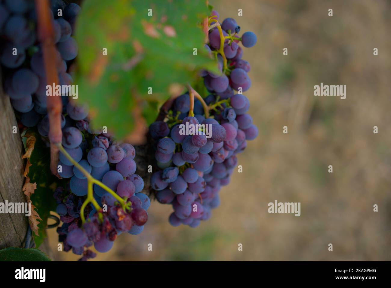 Uva sangiovese hires stock photography and images Alamy