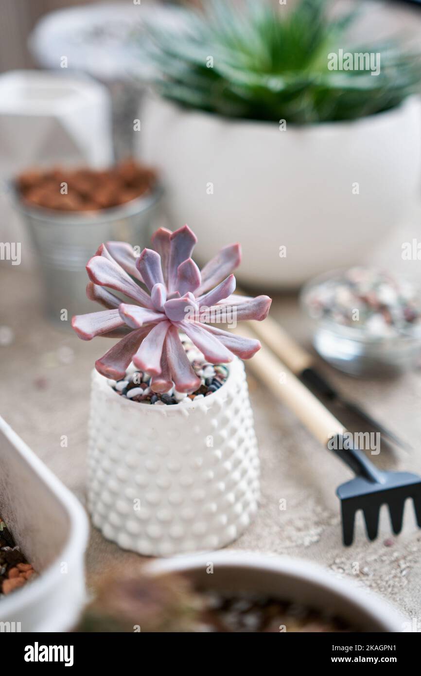 Potted Echeveria Succulent Plant in white ceramic pot Stock Photo Alamy