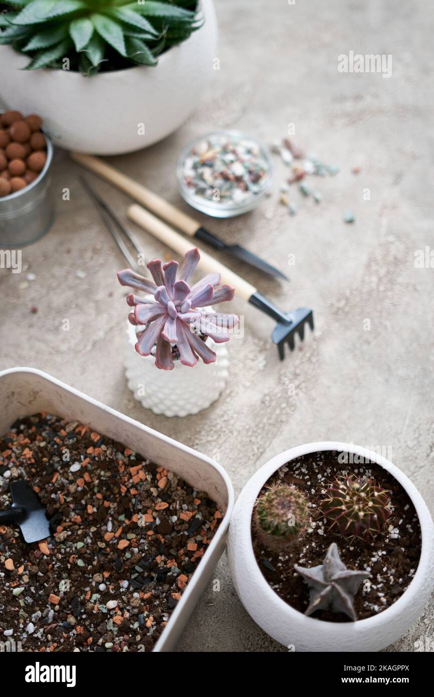 Potted Echeveria Succulent Plant in white ceramic pot Stock Photo Alamy