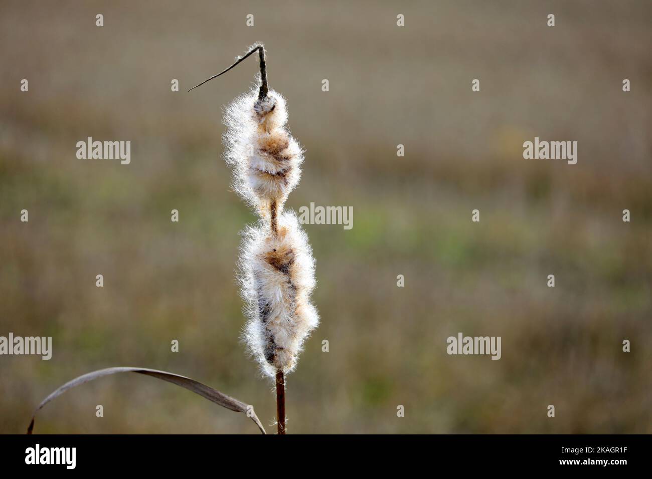 Ripe fluffy seedhead of Typha latifolia, also called Bulrush or Common Cattail, in winter. The cottony fluff will disperse by wind. Stock Photo