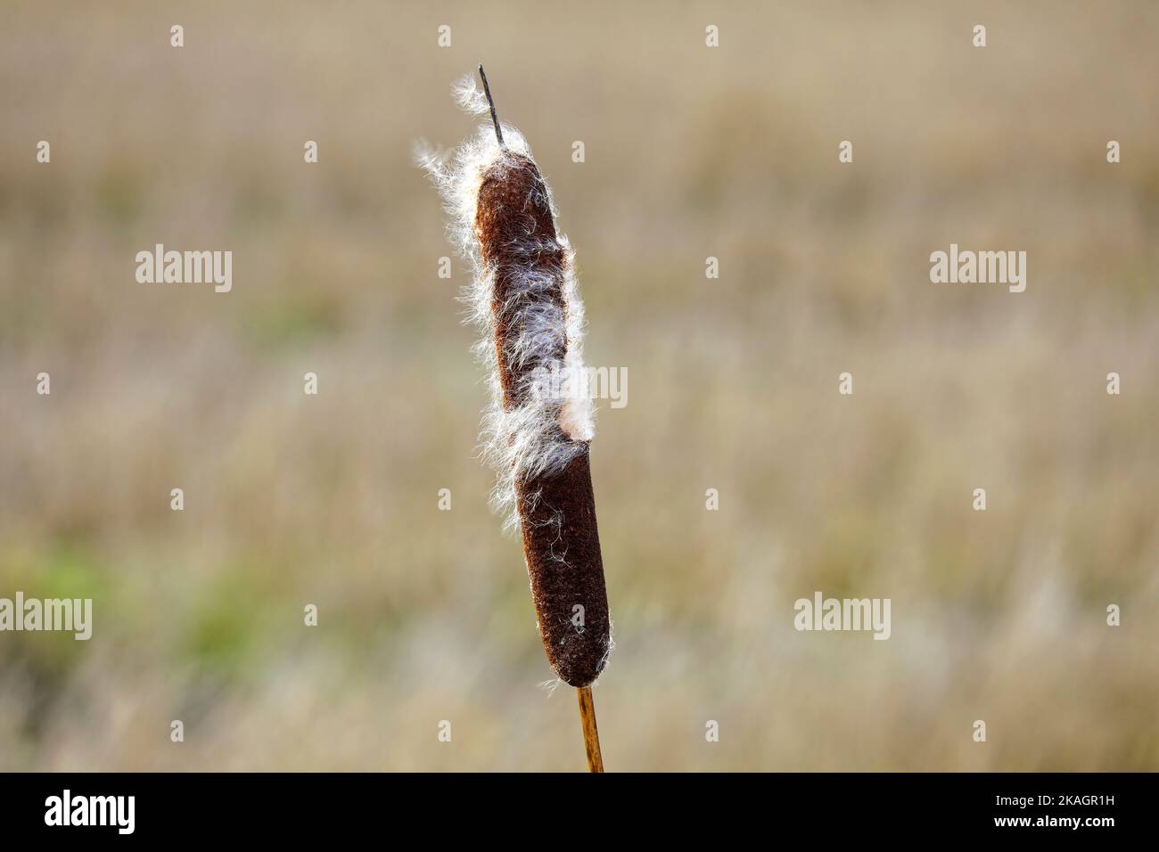 Ripe seedhead of Typha latifolia, also called Bulrush or Common Cattail, in winter. The cottony fluff will disperse by wind. Stock Photo