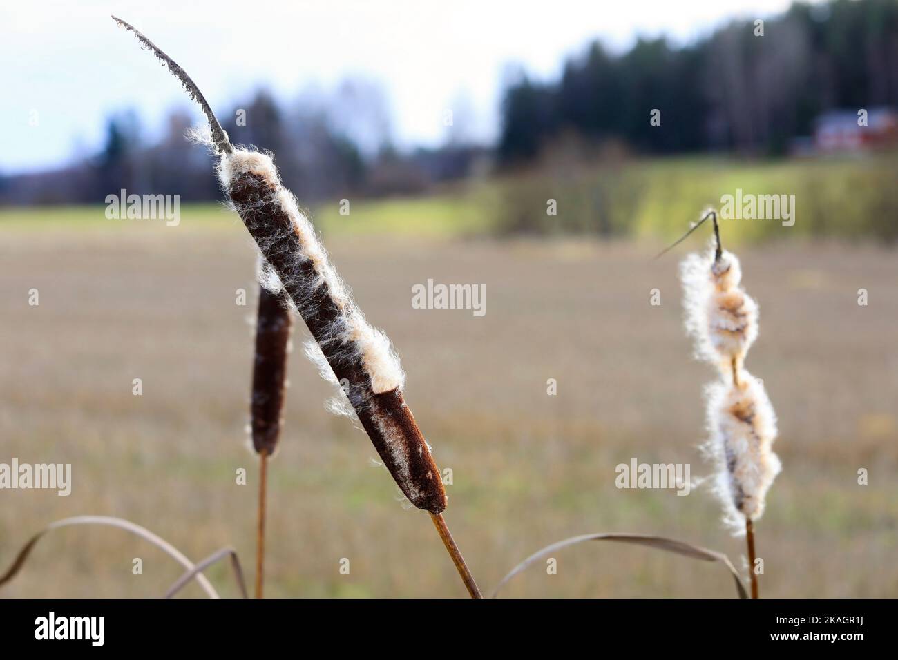 Ripe seedheads of Typha latifolia, also called Bulrush or Common Cattail, in winter. The cottony fluff will disperse by wind. Stock Photo