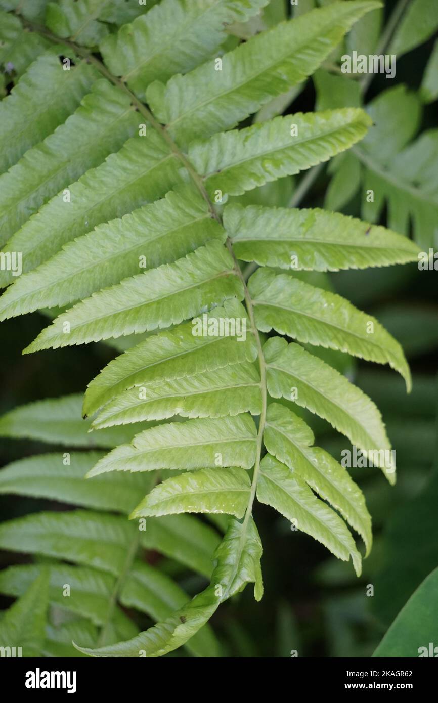 Green fern with a natural background. Indonesian call it pakis and use it as food Stock Photo