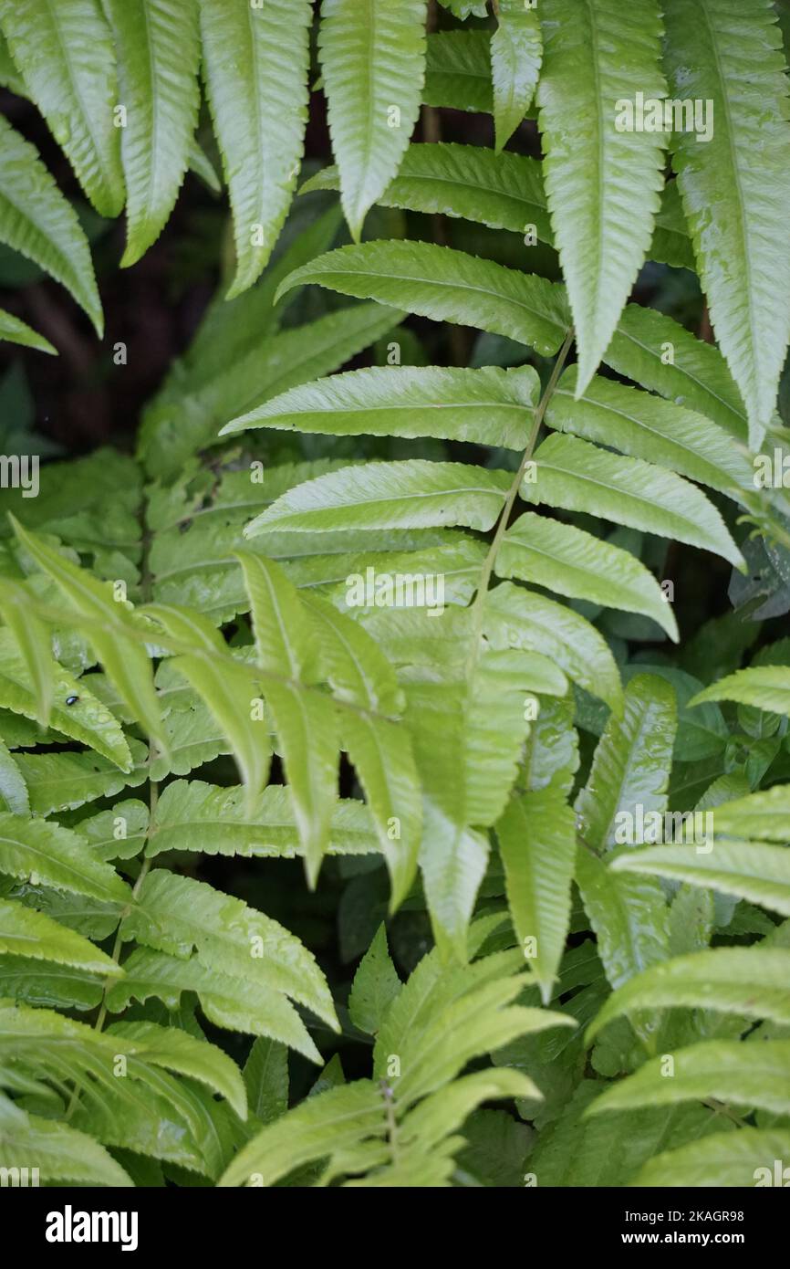 Green fern with a natural background. Indonesian call it pakis and use it as food Stock Photo