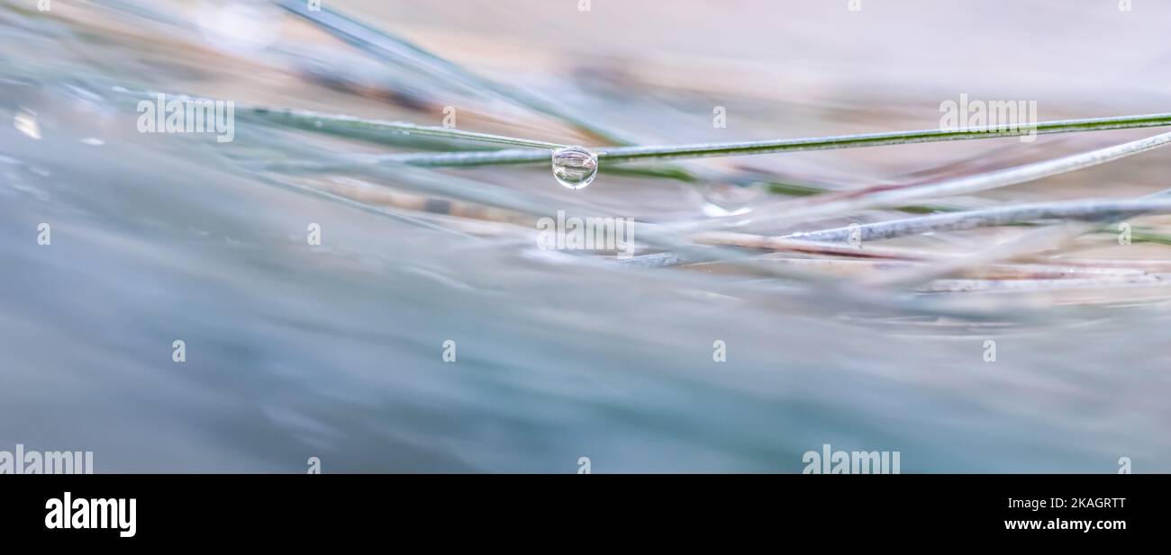 Soft focus ornamental grass Blue Fescue Festuca glauca with water drop. Blurred autumn background Stock Photo