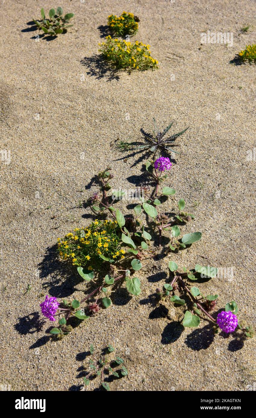 Desert flora in the Anza-Borrego Desert Stock Photo