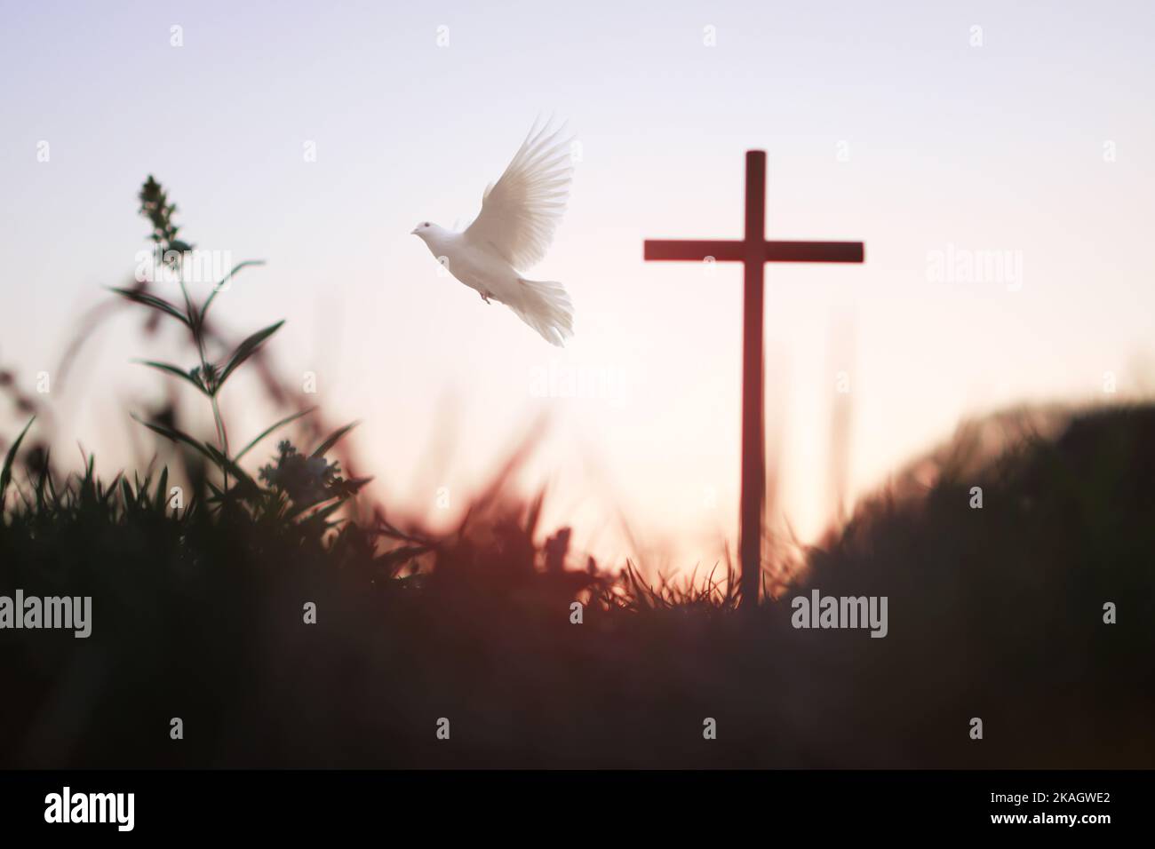 The sunset forest white dove and the holy cross of Jesus Christ