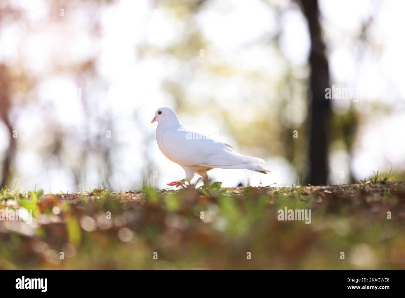 Beautiful white dove symbolizing hope, peace and freedom and bright light background in a forest park Stock Photo