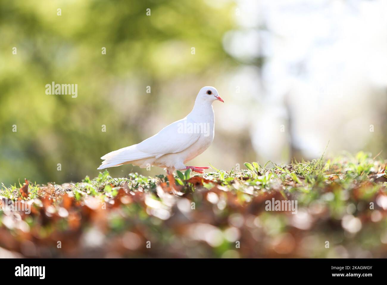 Beautiful white dove symbolizing hope, peace and freedom and bright light background in a forest park Stock Photo