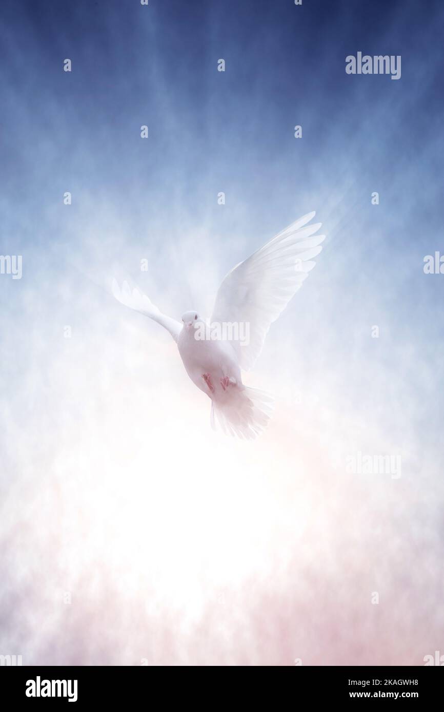 The white dove soaring into the sky with its wings spread out and the bright rays of light symbolize freedom, peace, hope and love. Stock Photo