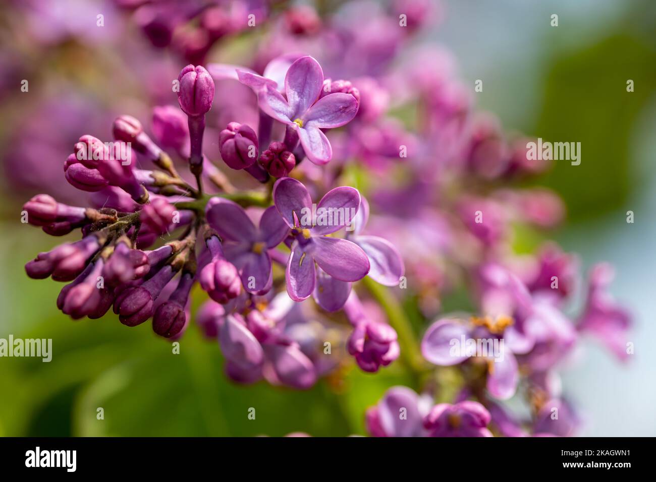 Syringa vulgaris flower growing in meadow, macro Stock Photo - Alamy