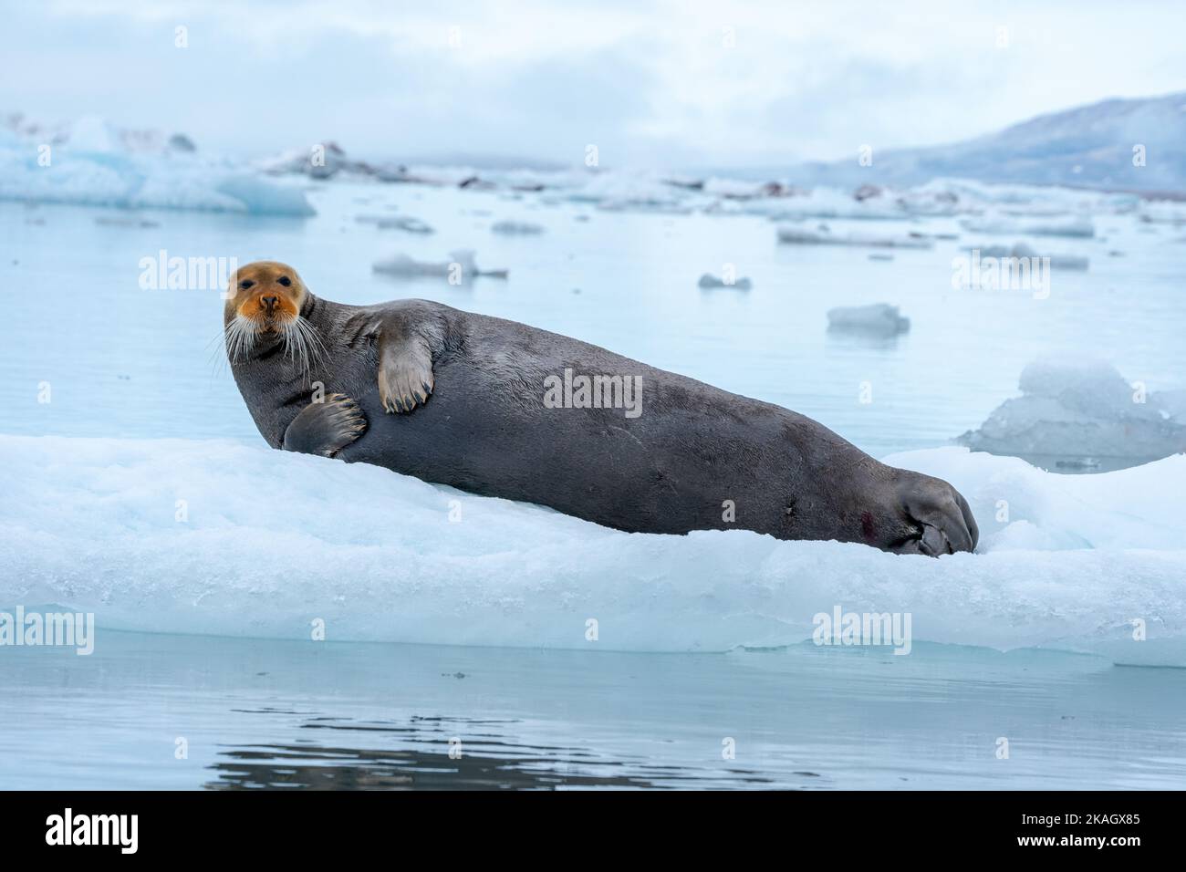 Bearded seal (Erignathus barbatus) Resting on an ice shelf in the North Sea Stock Photo
